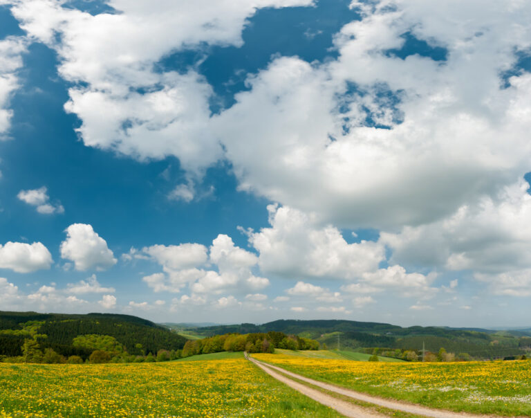 Dandelions Bloom At Green Fields And Pastures Near Country Road